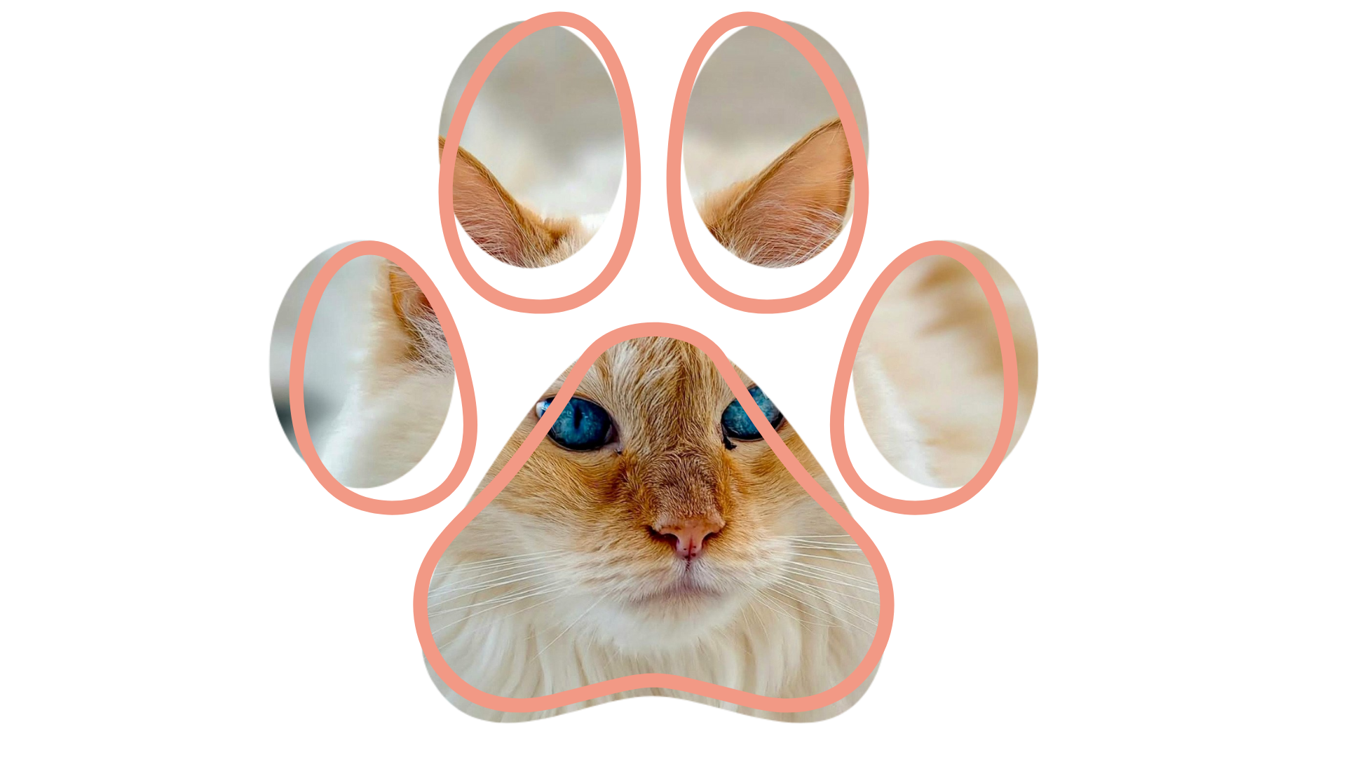 Mobile Vet near me senior dog wellness visit Martin TN Veterinary Home Healthcare & Canine Chiropractic