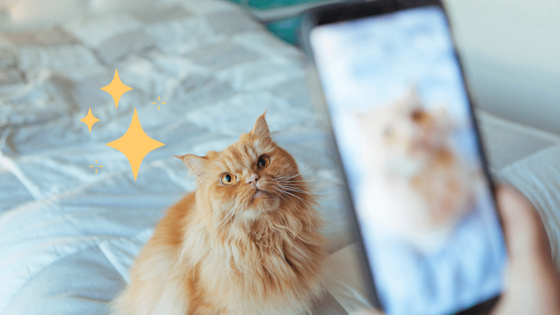 Taking a pet photo of an orange cat sitting on a bedspread in Martin, TN