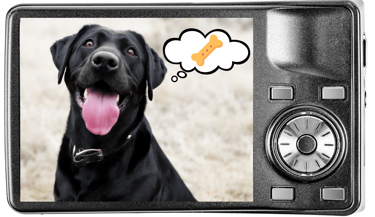 Photographing Dogs With Familiar Rewards Camera showing an image of a dog thinking about a yummy treat